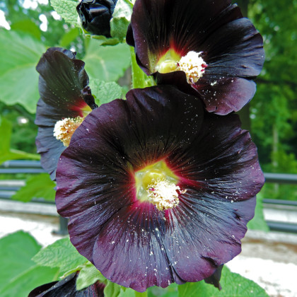 Topolovka černá - Alcea nigra - prostokořenné sazenice topolovky - 1 ks