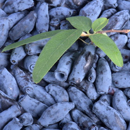 Borůvka kamčatská sibiřská - Lonicera kamtschatica - sazenice borůvky - 1 ks