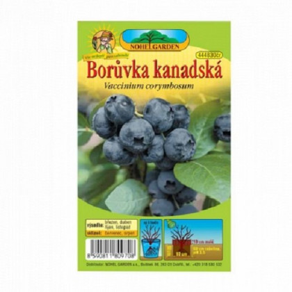 Borůvka kanadská - Vaccinium corymbosum - sazenice borůvky - 1 ks