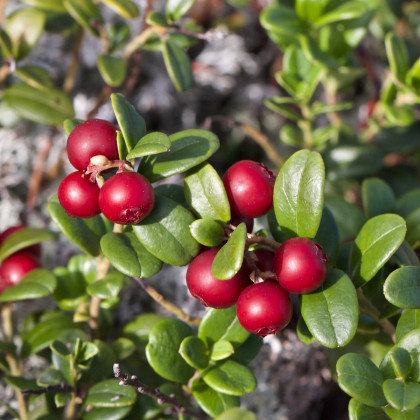Brusinka červená - Klikva - Vaccinium oxycoccus - sazenice brusnice - 1 ks