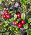 Brusinka červená - Klikva - Vaccinium oxycoccus - sazenice brusnice - 1 ks