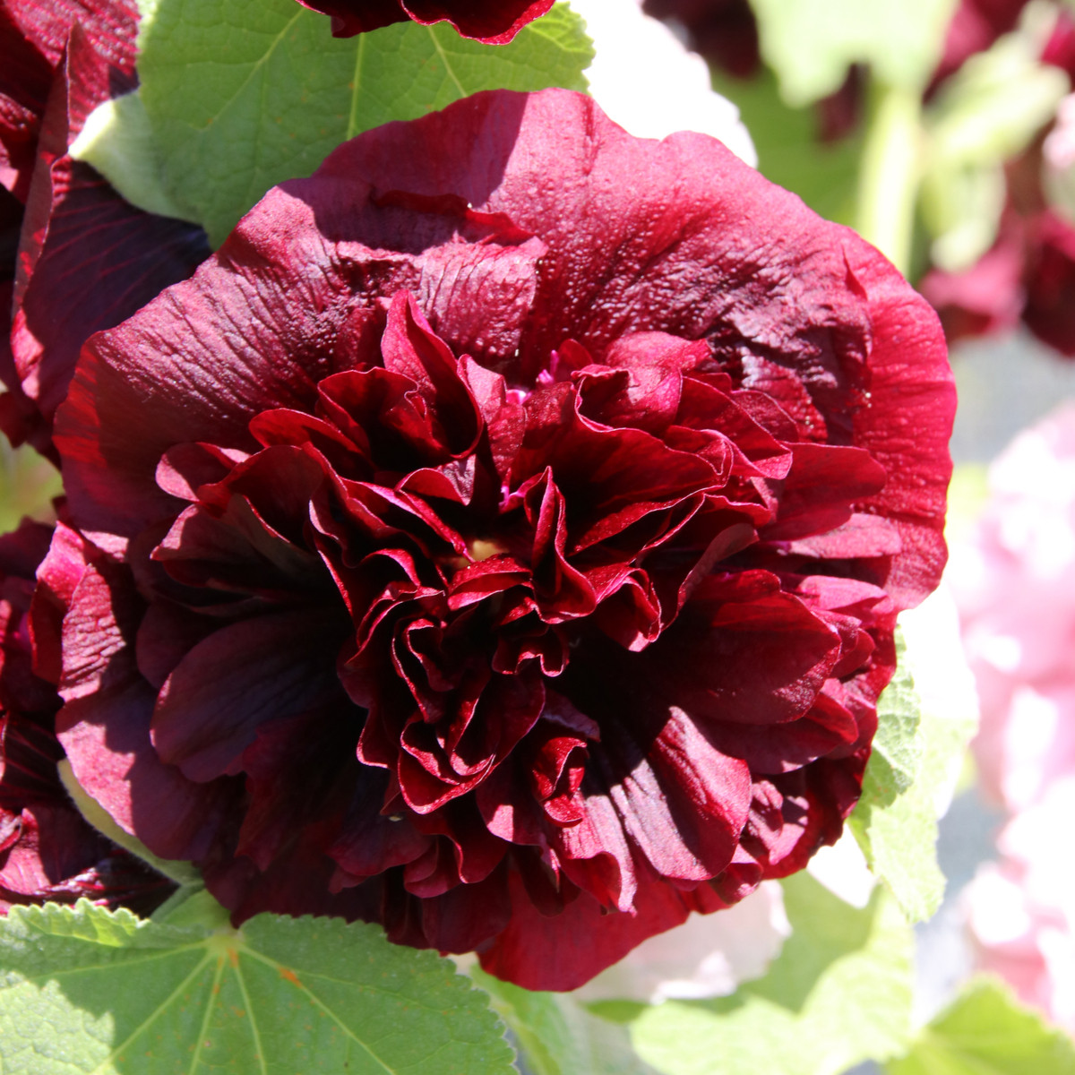 Topolovka červená - Alcea - prostokořenné sazenice topolovky - 1 ks