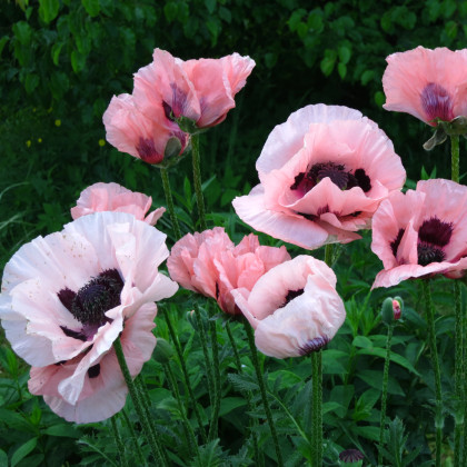Mák východní Raspberry Queen - Papaver orientalis - prostokořenné sazenice máku - 1 ks
