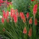 Trytoma Nancy Red - Kniphofia - sadzonka z odkrytym korzeniem - 1 szt.