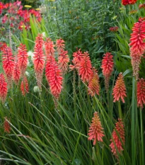 Trytoma Nancy Red - Kniphofia - sadzonka z odkrytym korzeniem - 1 szt.