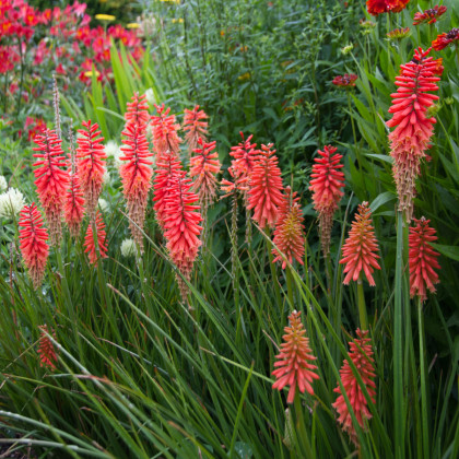 Trytoma Nancy Red - Kniphofia - sadzonka z odkrytym korzeniem - 1 szt.