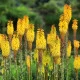 Trytoma Minister Verschuur - Kniphofia - sadzonka z odkrytym korzeniem - 1 szt.