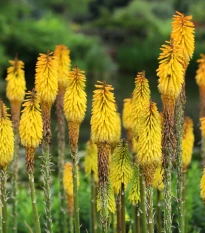Trytoma Minister Verschuur - Kniphofia - sadzonka z odkrytym korzeniem - 1 szt.