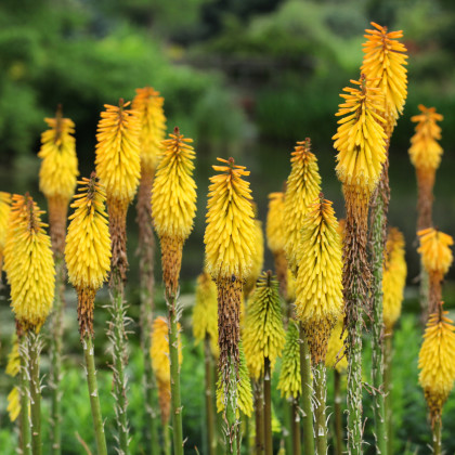 Trytoma Minister Verschuur - Kniphofia - sadzonka z odkrytym korzeniem - 1 szt.