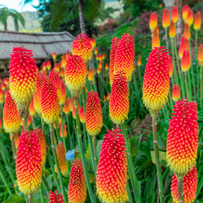Trytoma czerwono-żółty - Igła Kleopatry - Kniphofia - sadzonka z odkrytym korzeniem - 1 szt.