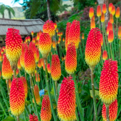 Trytoma czerwono-żółty - Igła Kleopatry - Kniphofia - sadzonka z odkrytym korzeniem - 1 szt.