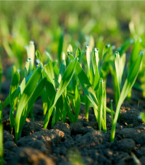 Chytrý trávník 3 v 1 - aquagel - osivo - hnojivo - 0,5 x 10 m
