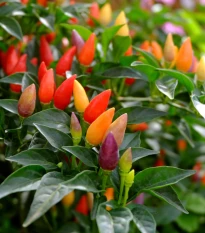 Chilli Prairie Fire - Capsicum annuum - semena chilli - 6 ks