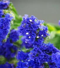 Limonka chobotnatá modrá - Limonium sinuatum - semena limonky - 30 ks