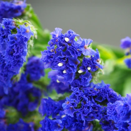 Limonka chobotnatá modrá - Limonium sinuatum - semena limonky - 30 ks