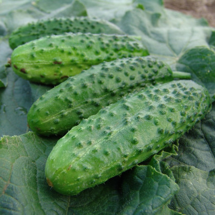 Okurka nakládačka Corveta F1 - Cucumis sativus - semena okurky - 20 ks