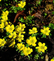 Talovín - Eranthis cilicica - cibule talovínu - 3 ks