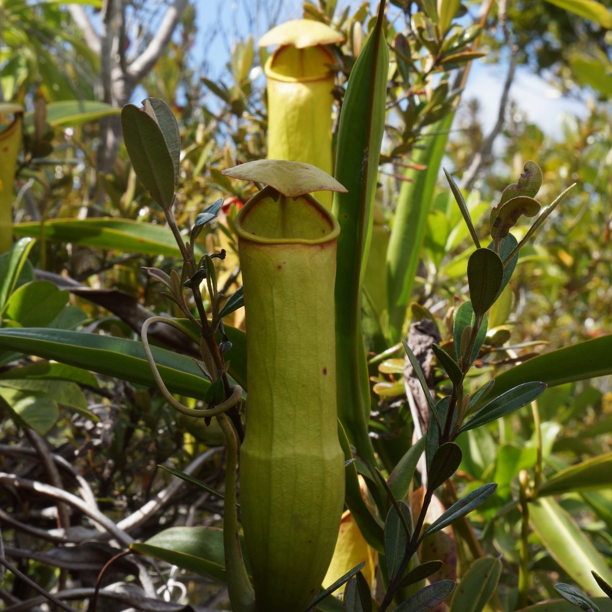 Láčkovka madagaskarská - Nepenthes madagascariensis - semena láčkovky - 10 ks
