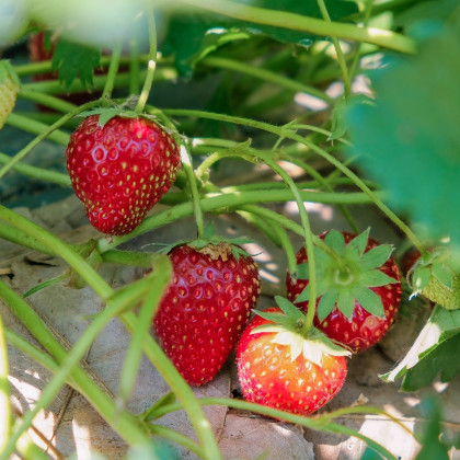 Jahodník Senga - Fragaria ananassa - prostokořenné sazenice jahodníku - 3 ks