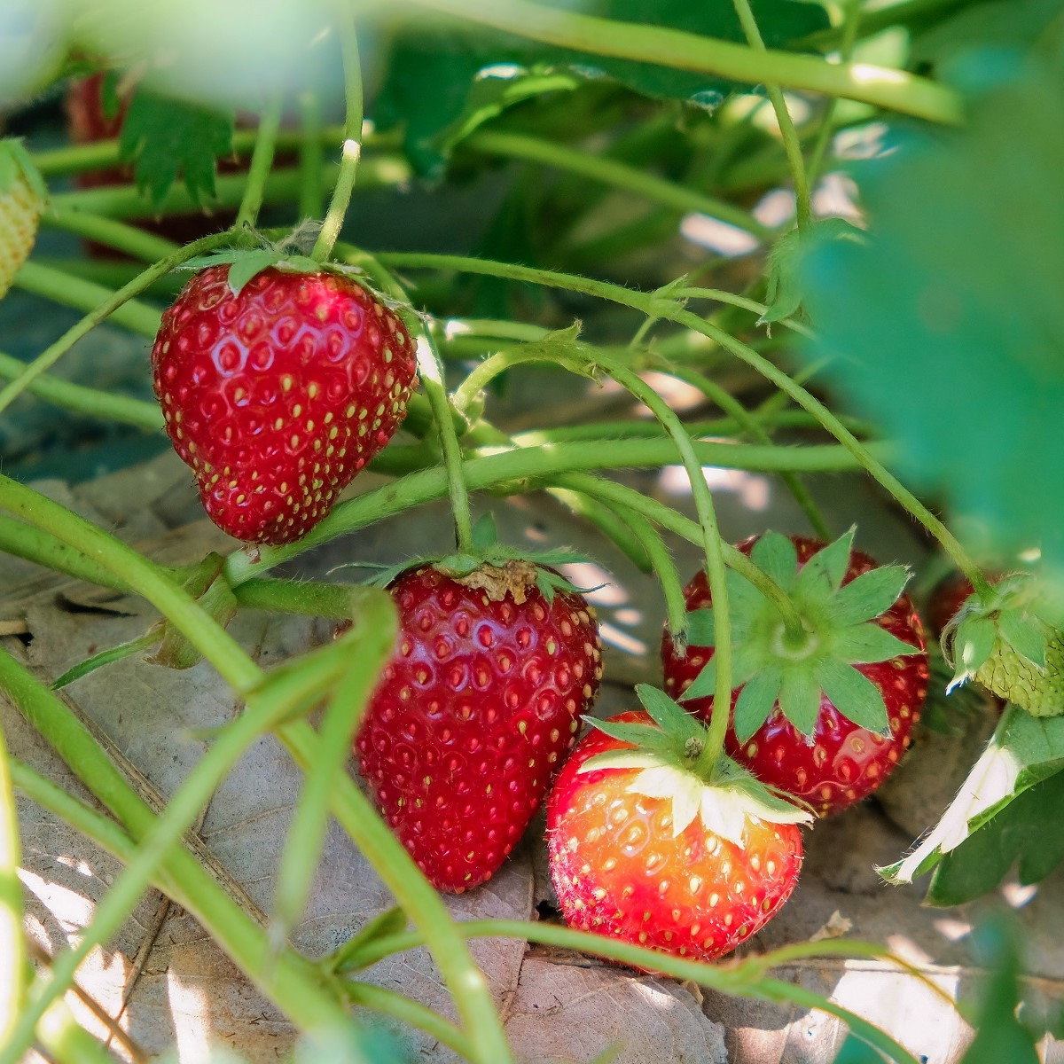 Jahodník Senga - Fragaria ananassa - prostokořenné sazenice jahodníku - 3 ks