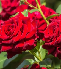 Růže záhonová červená - Rosa - prostokořenné sazenice růže - 1 ks