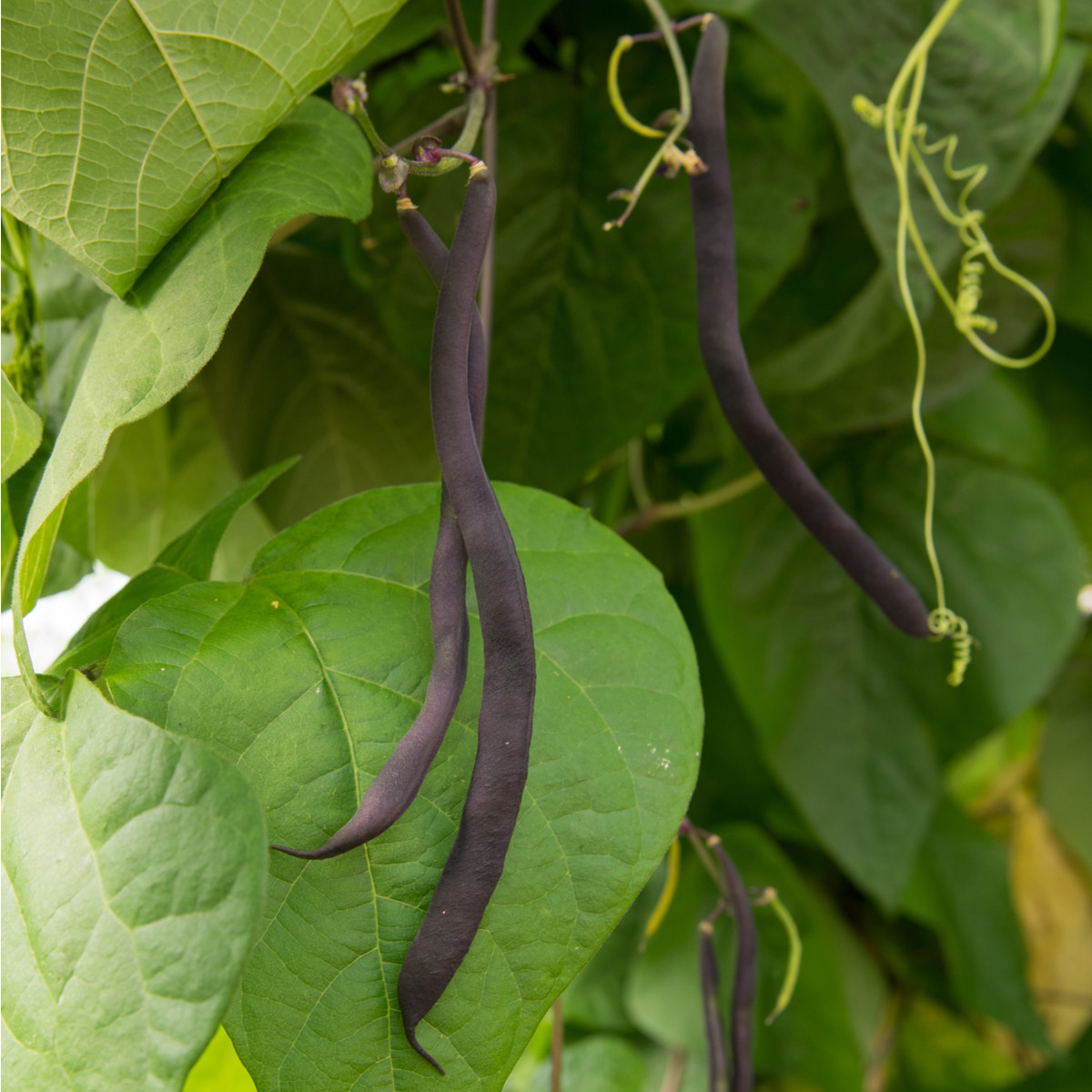 BIO Fazol Blauhilde - Phaseolus vulgaris - bio semena fazolu - 25 ks