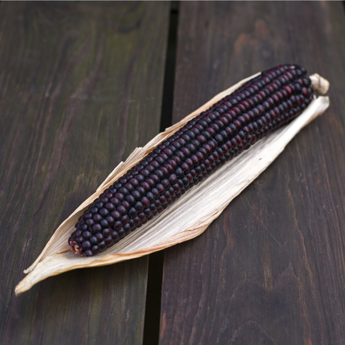 BIO Kukuřice cukrová Tortilla - Zea mays - bio semena kukuřice - 20 ks