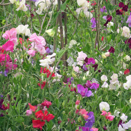 BIO Hrachor vonný směs barev - Lathyrus odoratus - bio semena hrachoru - 15 ks