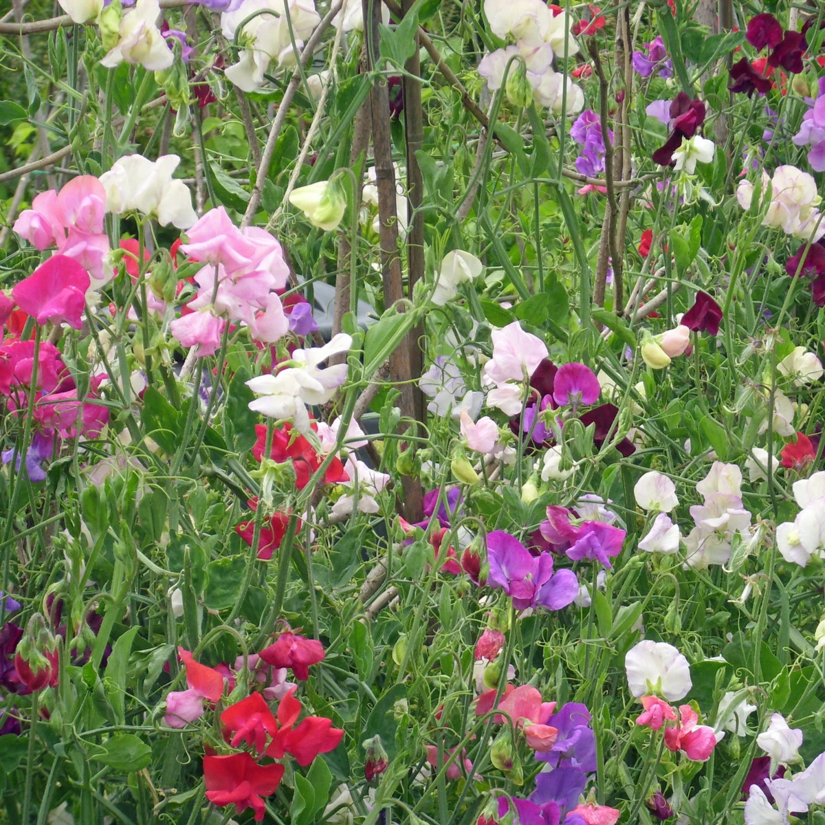 BIO Hrachor vonný směs barev - Lathyrus odoratus - bio semena hrachoru - 15 ks