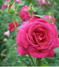 Růže velkokvětá keřová tmavě růžová - Rosa - prostokořenné sazenice růže - 1 ks