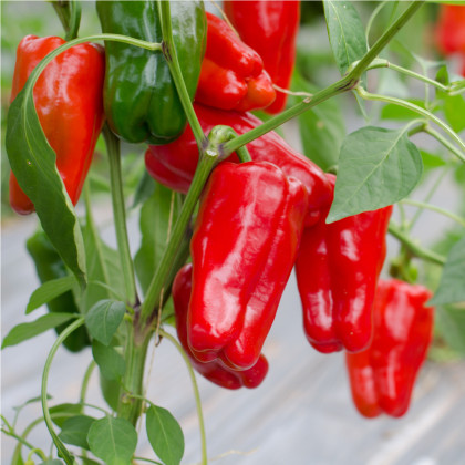 Paprika Snack Red - Capsicum annuum - semena papriky - 6 ks
