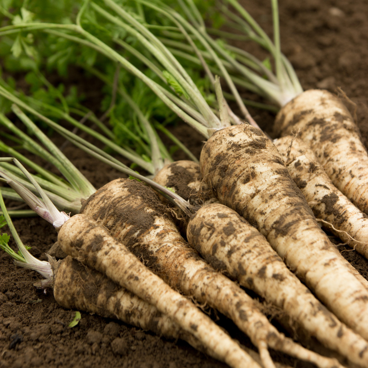 Petržel olomoucká - Petroselinum crispum - semena petržele - 700 ks