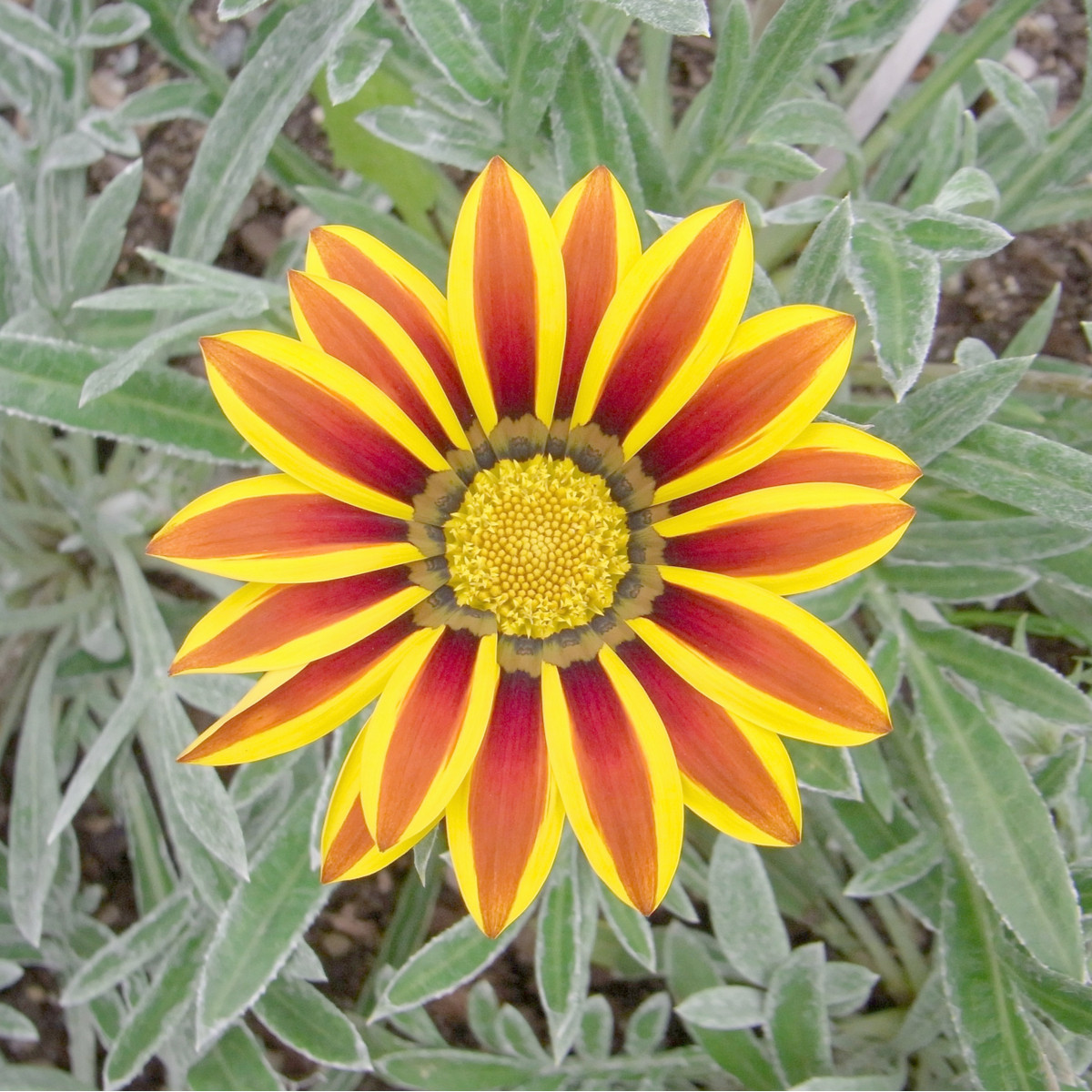Gazánie Siesta Yellow Flame - Gazania rigens - semena gazánie - 20 ks