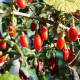 BIO Kustovnice čínská - Lycium chinense - bio semena kustovnice - 5 ks