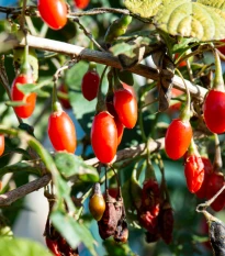 BIO Kustovnice čínská - Lycium chinense - bio semena kustovnice - 5 ks