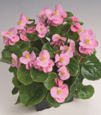 Begonie Super Olympia Pink F1 - Begonia semperflorens - nasiona begonii - 20 szt.