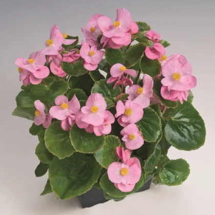 Begonie Super Olympia Pink F1 - Begonia semperflorens - nasiona begonii - 20 szt.