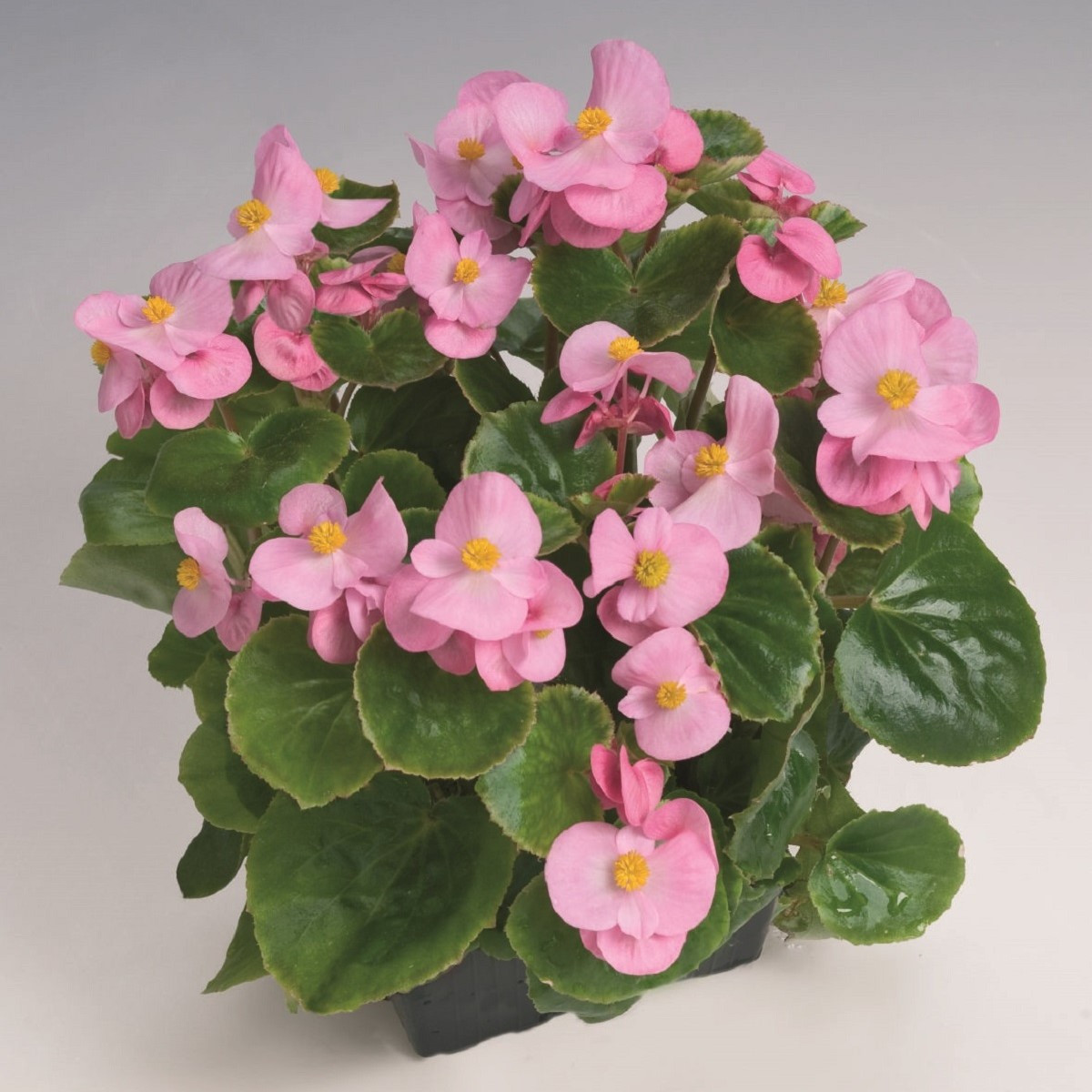 Begonie Super Olympia Pink F1 - Begonia semperflorens - nasiona begonii - 20 szt.