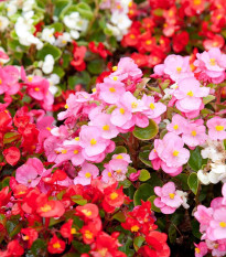 Begónie Coctail - Begonia semperflorens - semena begónie - 12 ks