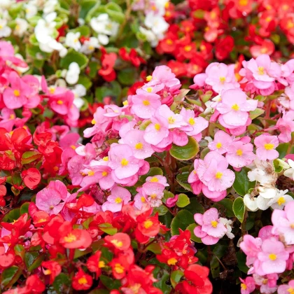 Begónie Coctail - Begonia semperflorens - semena begónie - 12 ks