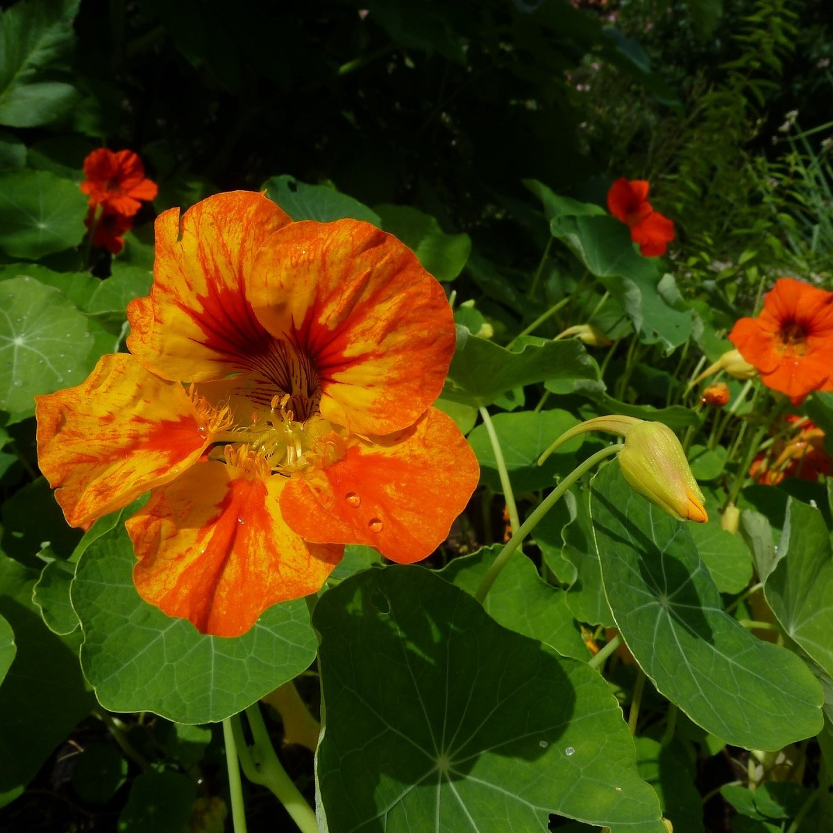 BIO Nasturcja Nasturtium - Tropaeolum majus odor. - bio nasiona nasturcji - 10 szt.