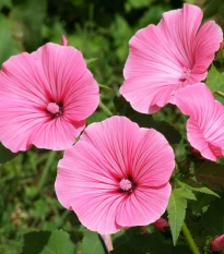 BIO Slézovec růžový - Lavatera trimestris - bio semena slézovce - 40 ks