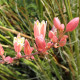 Juka czerwona - Hesperaloe parviflora - nasiona jukki - 6 szt.