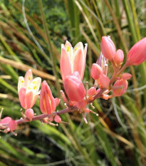 Juka czerwona - Hesperaloe parviflora - nasiona jukki - 6 szt.