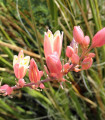 Juka czerwona - Hesperaloe parviflora - nasiona jukki - 6 szt.