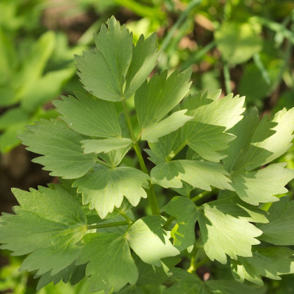 Libeček lekarski - Levisticum officinale - nasiona lubczyku - 115 szt.