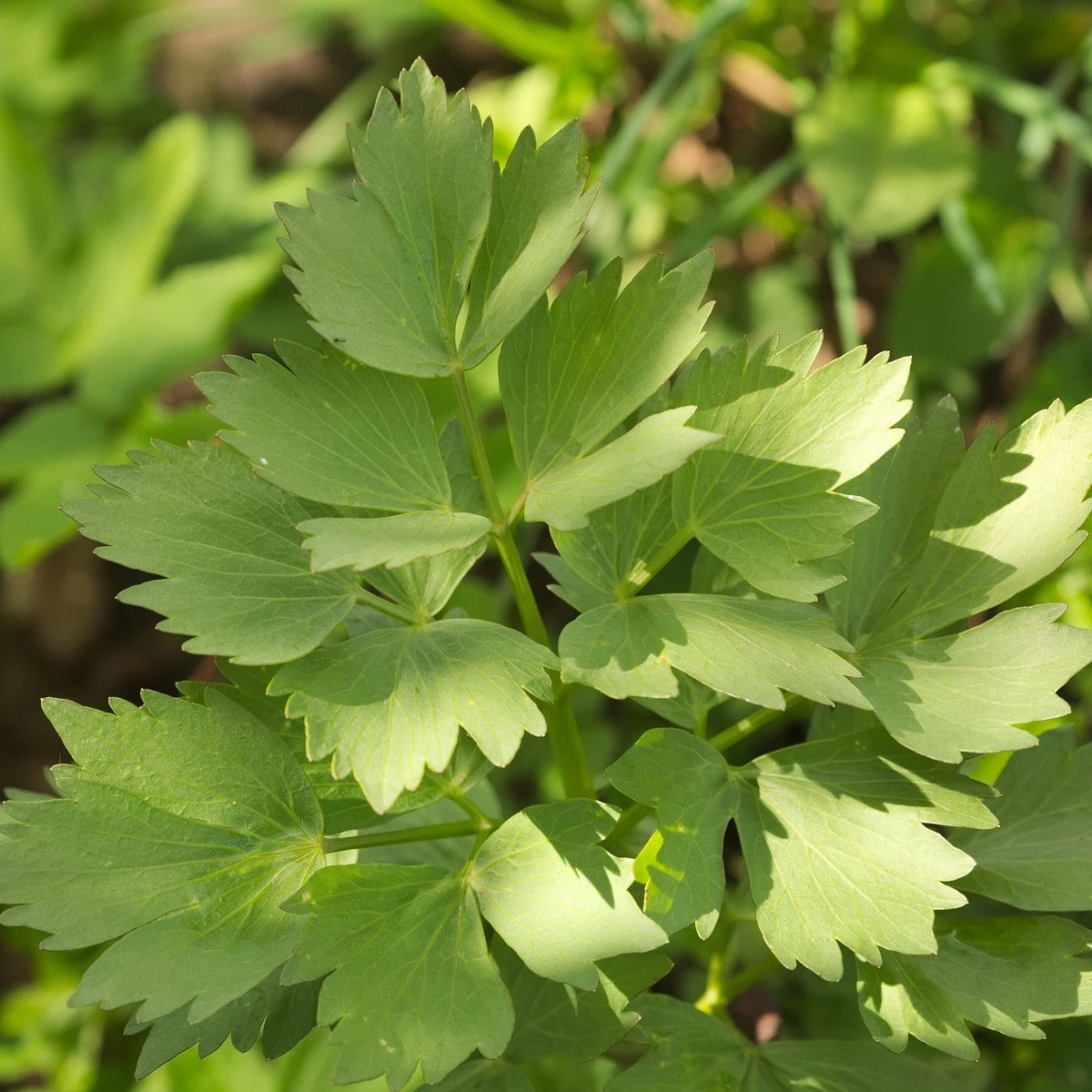 Libeček lekarski - Levisticum officinale - nasiona lubczyku - 115 szt.