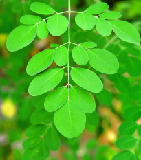 Moringa olejodárná - Moringa oleifera - semena moringy - 4 ks