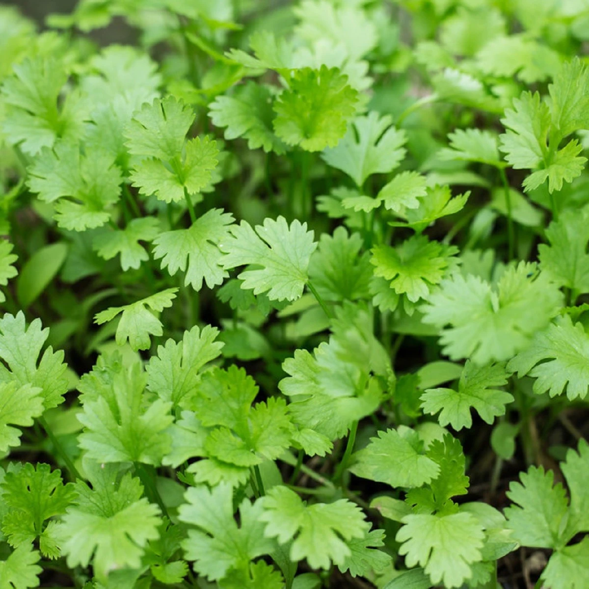 Koriandr setý - Coriandrum sativum - semena koriandru - 100 ks