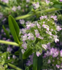 Saturejka zahradní - Satureja hortensis - semena saturejky - 300 ks